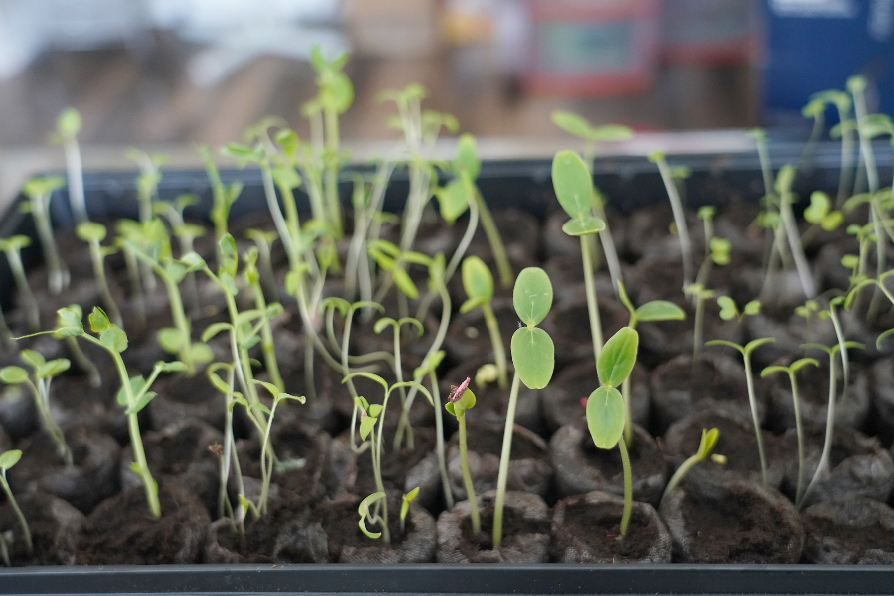 What’s the Best Way to Start Seeds Indoors? Mother Earth News